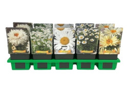 Okras.drev.-Leucantherium/Margar�ta  max Mix 11cm