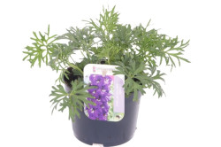 Okras.Kvet.-Delphinium/Stra�on��ka.13cm Blue