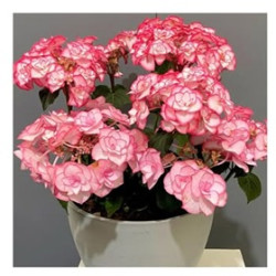 Okras.Kvet.-Hydrangea kalolist� Yulika dark pink