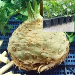 Planta Zeler Neon 6-pack