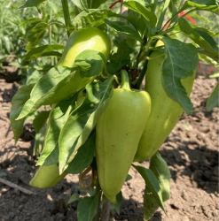 Planta paprika Slovakia