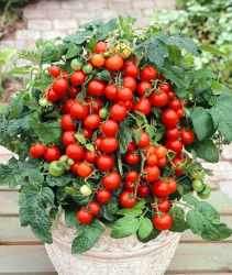 Planta raj�iak Tumbling Tom Red Balk�nov� previsl�